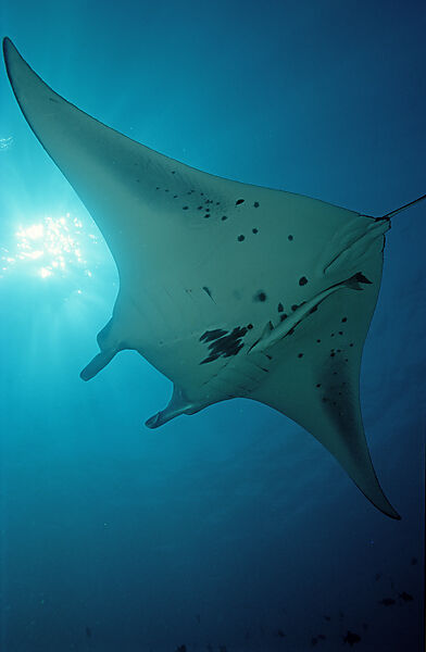 Manta ray