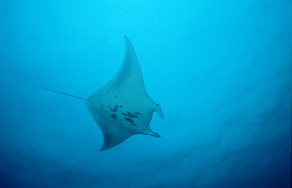 Manta ray