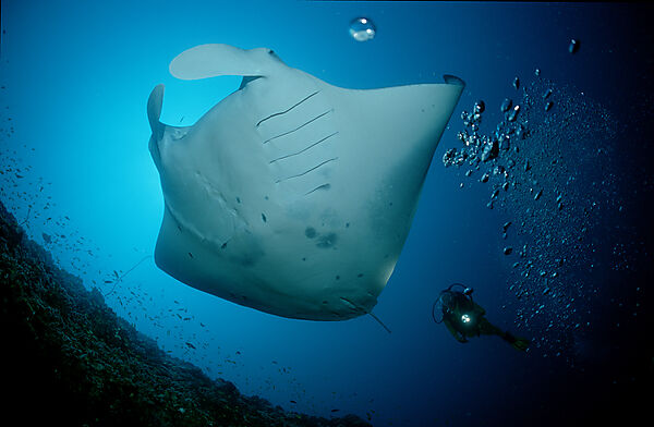 Manta ray and Scuba Diver