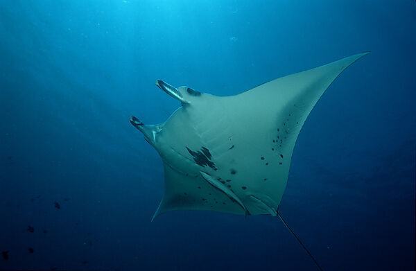 Manta ray