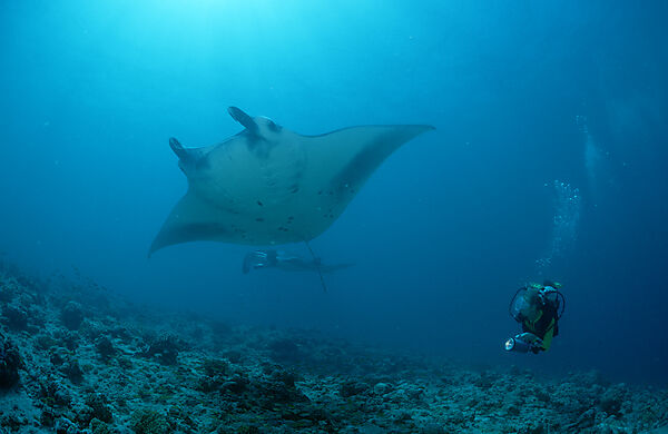 Manta ray and Scuba Diver