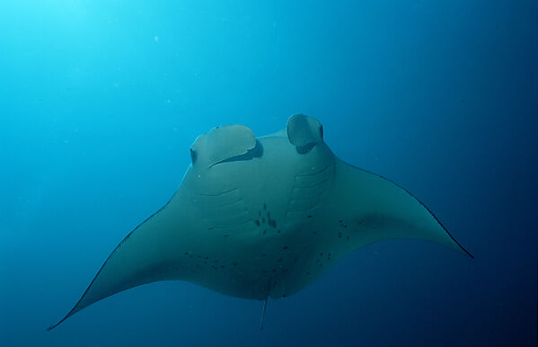 Manta ray