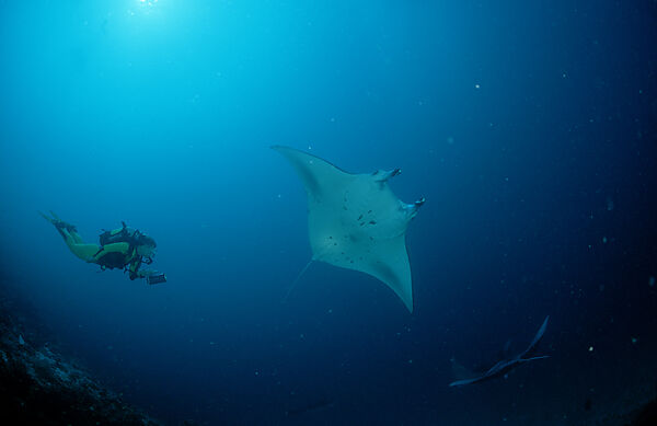 Manta ray and Scuba Diver