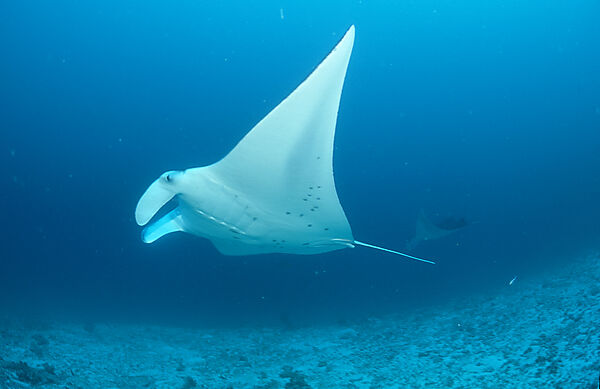 Manta ray