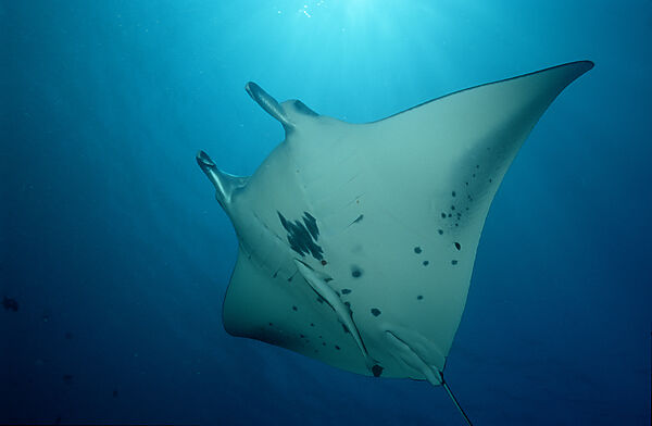 Mantarochen