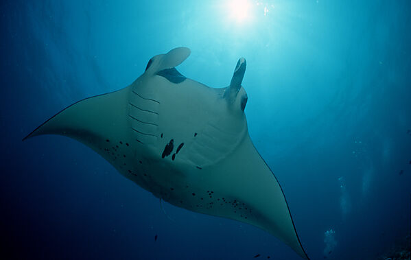 Mantarochen