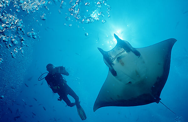 Taucher und Sichelflossen-Teufelsrochen, Mobula