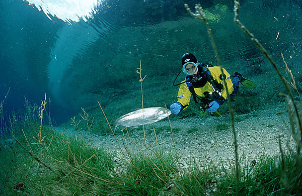 Scuba Diver in a mountain lake and a rainbow trout