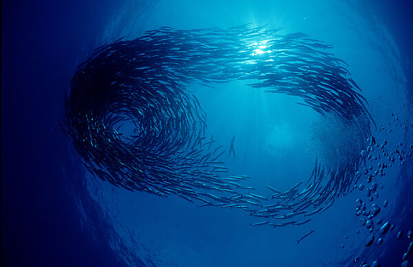 School of Blackfin barracuda