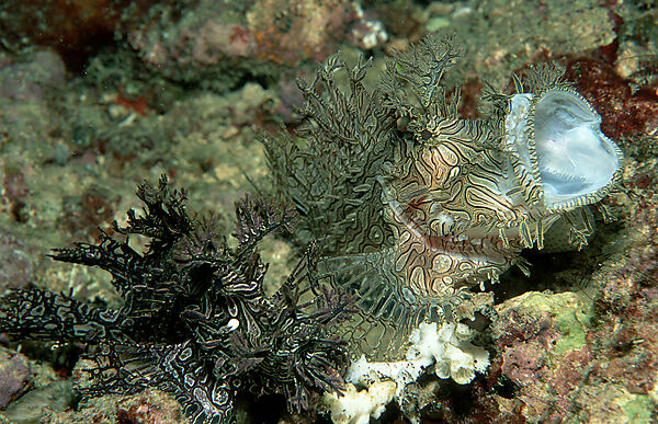 Yawning Merlet´s scorpionfish