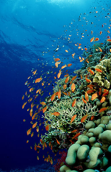 Schooling Lyretail anthias and coral reef