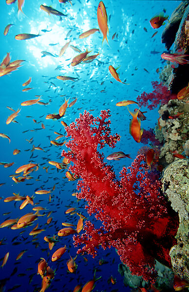 Schooling Lyretail anthias and coral reef
