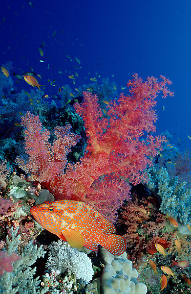 Coral Grouper and Red soft corals