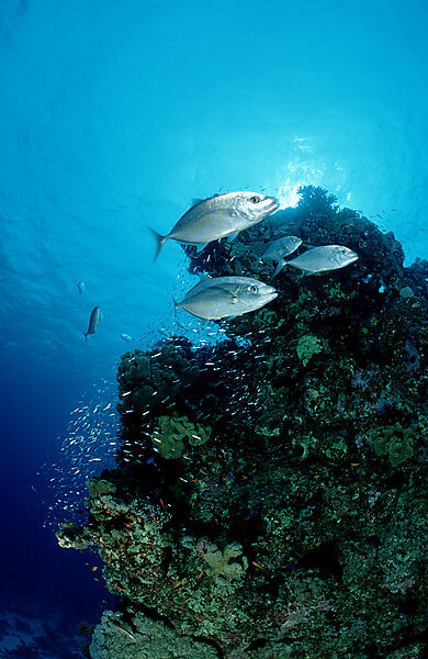 Orangespotted trevally hunt near a coral reef