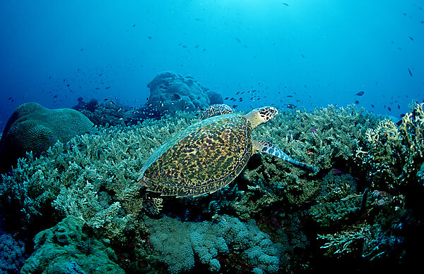 Green sea turtle, green turtle and coral Reef