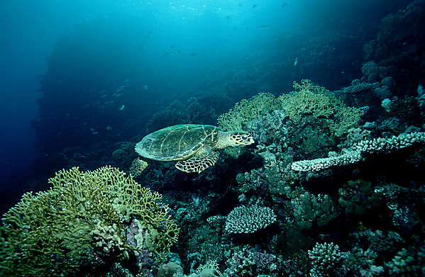 Hawksbill turtle and Coral Reef