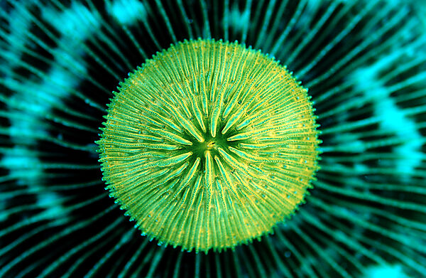 Fluoreszierende Pilzkoralle