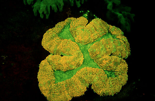 Fluoreszierende Steinkoralle