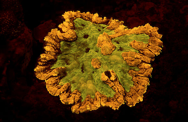 Fluoreszierende Steinkoralle