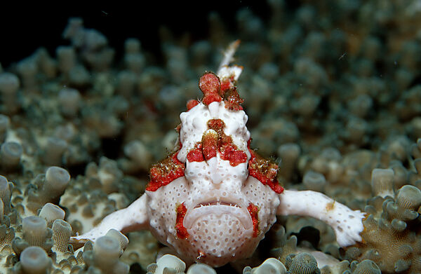 Dwarty frogfish