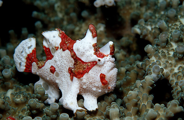 Dwarty frogfish