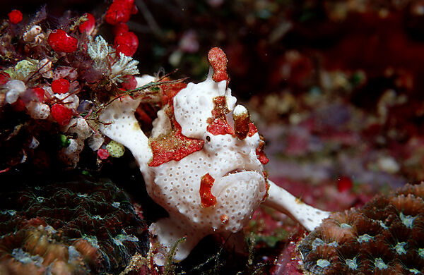 Dwarty frogfish