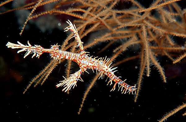 Harlequin ghost pipefish