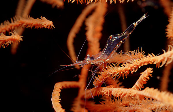 Black coral shrimp