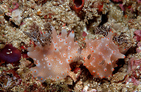 Two mating nudibranches