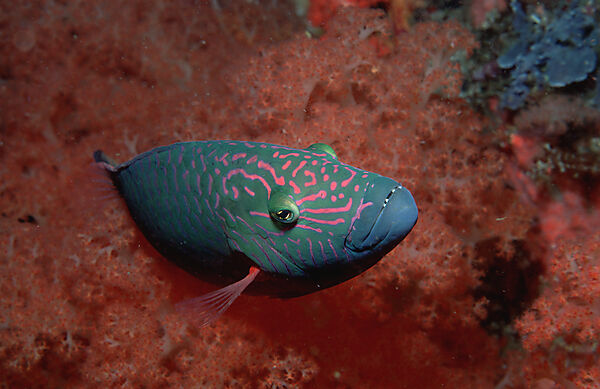 Bandcheek wrasse