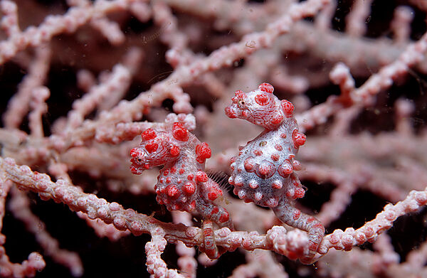 Two Pigmy-Seahorses on a Sea Fan