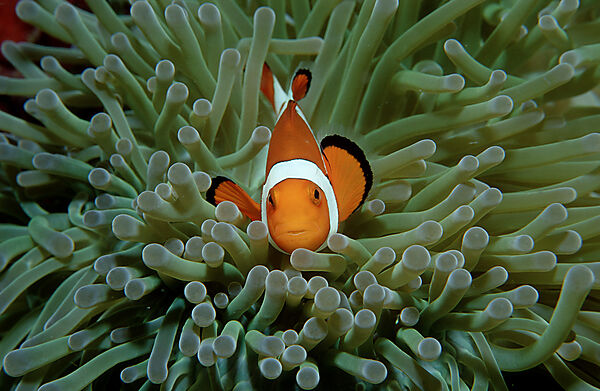 Orange-Ringel-Anemonenfische, Clownfisch
