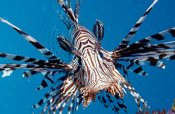 lionfish, turkeyfish