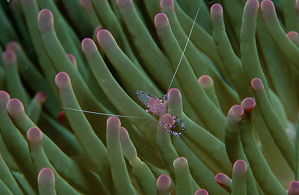 Parnergarnele in Anemone