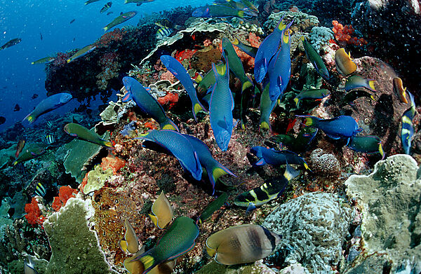 Twotone wrasses eat eggs