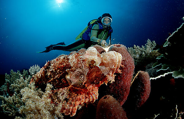 Tassled scorpionfish and scuba diver