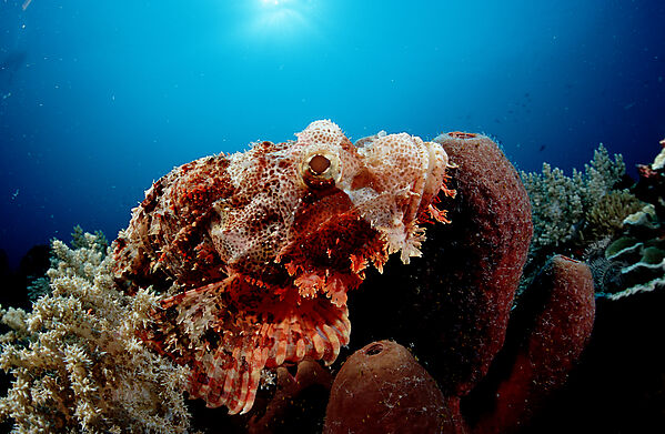 Tassled scorpionfish