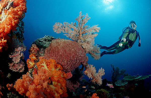 Scuba diver and coral reef