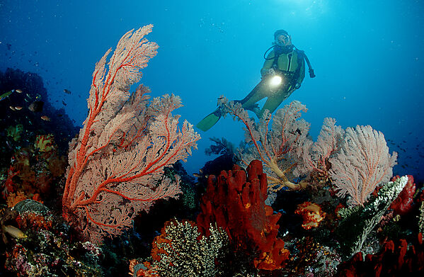 Scuba diver and coral reef