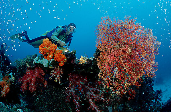 Scuba diver and coral reef