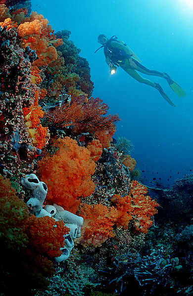 Scuba diver and coral reef