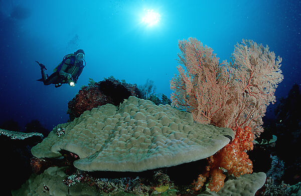 Scuba diver and coral reef