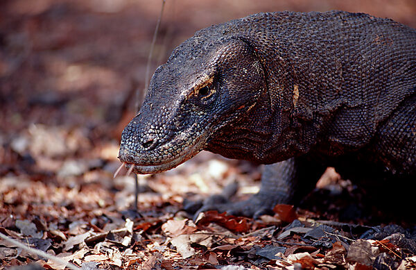 Komodo Waran, Komodo-Waran