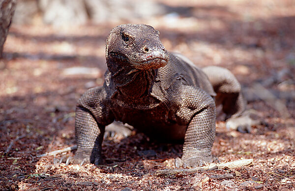 Komodo Waran, Komodo-Waran