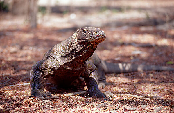 Komodo Waran, Komodo-Waran