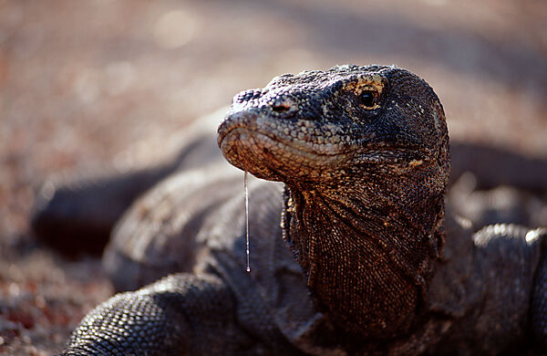 Komodo Waran, Komodo-Waran