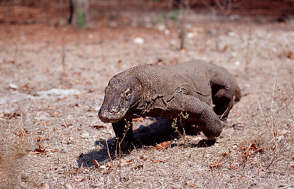 Komodo Waran, Komodo-Waran