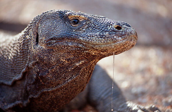 Komodo Waran, Komodo-Waran
