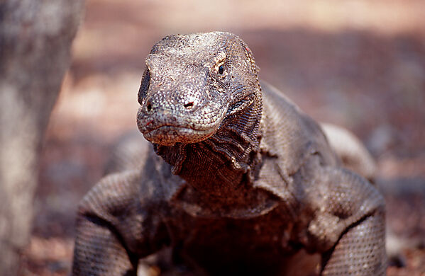 Komodo Waran, Komodo-Waran