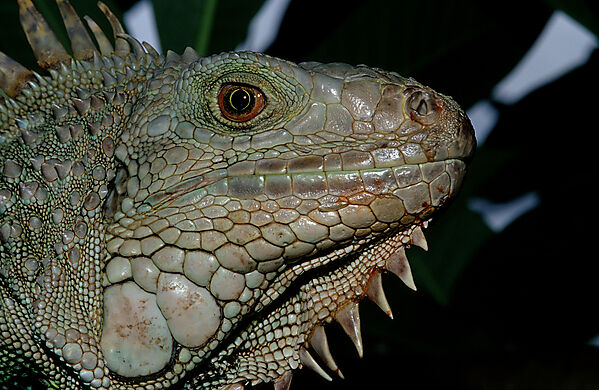 Gruener Leguan